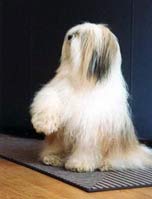 bailey